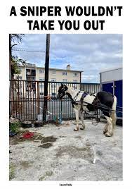 A Sniper Wouldn’t Take You Out 1eurofiddy